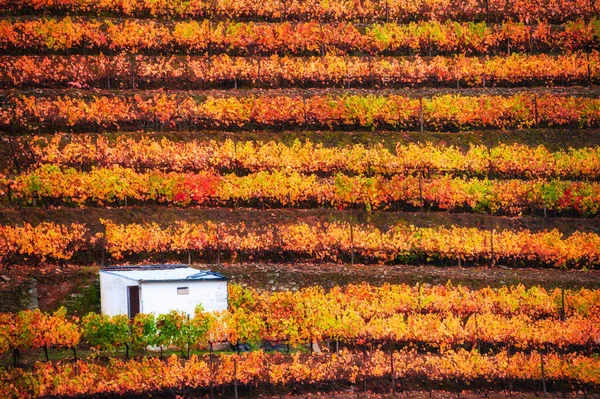 Winnice Dolinie Rzeki Douro Portugalii Portugalski Region Wina Piękny Jesienny — Zdjęcie stockowe