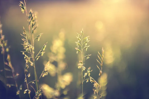 Wildes Gras Wald Bei Sonnenuntergang Makroaufnahme Geringe Schärfentiefe Vintage Filter — Stockfoto