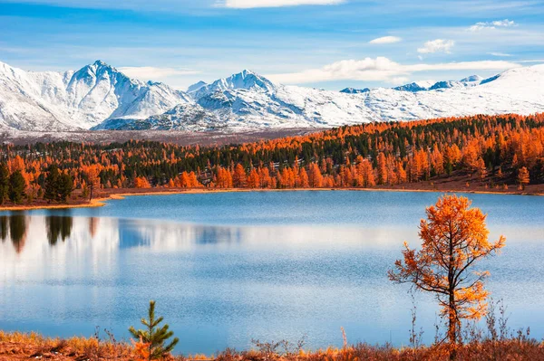 Met Sneeuw Bedekte Bergtoppen Met Geel Herfstbos Prachtig Herfstlandschap — Stockfoto