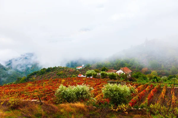 Vineyards Douro River Valley Misty Morning Portugal Portuguese Wine Region — Stock Photo, Image
