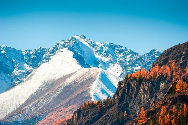 Snow Covered Mountain Peaks Yellow Trees Autumn Landscape Altai Siberia — Stock Photo, Image