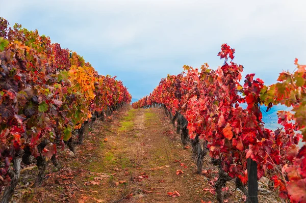 Czerwone Winnice Dolinie Rzeki Douro Portugalii Portugalski Region Wina Piękny — Zdjęcie stockowe