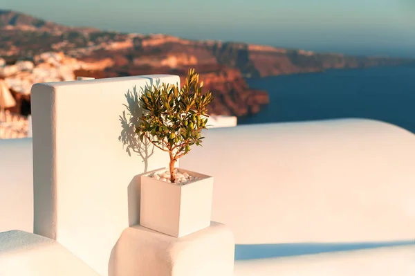 Small Olive Tree Terrace Sea View Beautiful Sunset Santorini Island — Stock Photo, Image