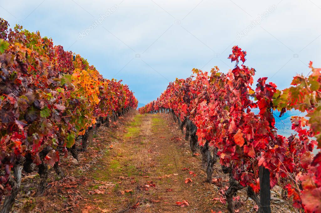 Red vineyards in Douro river valley in Portugal. Portuguese wine region. Beautiful autumn landscape