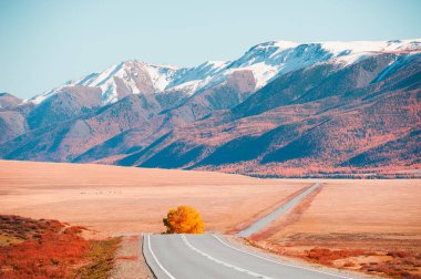 Sonbahar dağlarında gün batımında sarı ağaçlı güzel bir yol. Chuysky yolu ve Altai, Sibirya, Rusya 'daki Kuzey Chuya dağ sırtı manzarası.