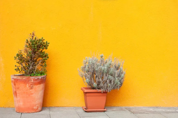 Evin sarı duvarının yanındaki saksılarda iki çiçek var. Soyut doğa geçmişi. Burano Adası, Venedik, İtalya 'da renkli mimari.