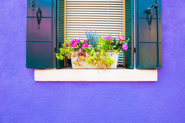 Okno Kwiatami Fioletowej Pomalowanej Elewacji Domu Kolorowa Architektura Wyspie Burano — Zdjęcie stockowe