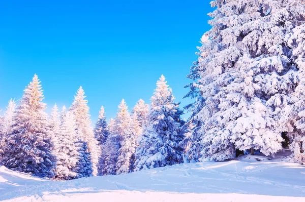 Snötäckta Träd Vintern Forestat Solig Dag Vit Snö Och Blå — Stockfoto