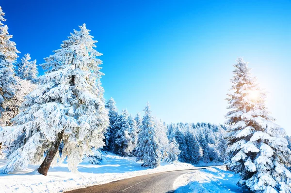 Route Hiver Avec Des Arbres Enneigés Dans Les Montagnes Par — Photo