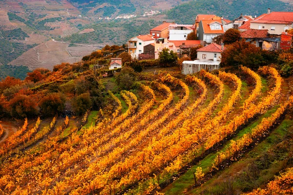 Winnice Dolinie Rzeki Douro Portugalii — Zdjęcie stockowe