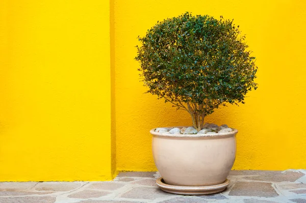 Flower in the pot near the yellow wall of the house. Colorful architecture in Burano island, Venice, Italy.