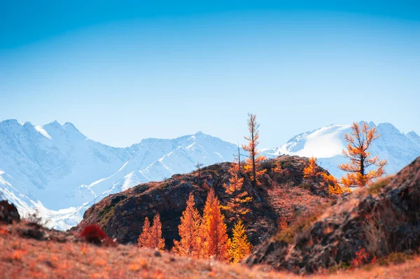 Snow Covered Mountain Peaks Yellow Trees Autumn Landscape Altai Siberia — Stock Photo, Image