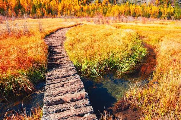Drewniana Ścieżka Bagnach Lesie Góry Altai Syberia Rosja Jesienny Krajobraz — Zdjęcie stockowe