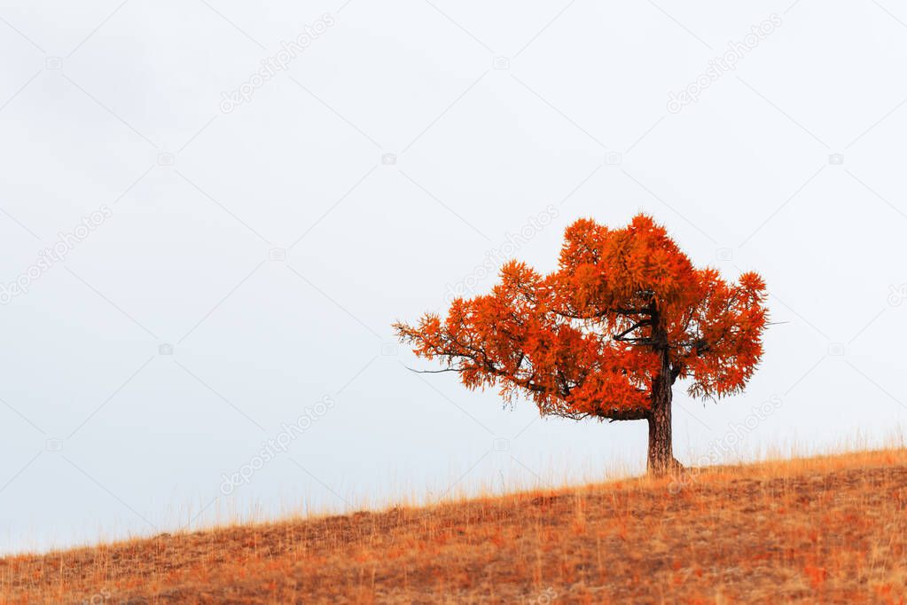 Red autumn tree on the hill with dry yellow grass. Altai, Siberia, Russia. Beautiful autumn nature background
