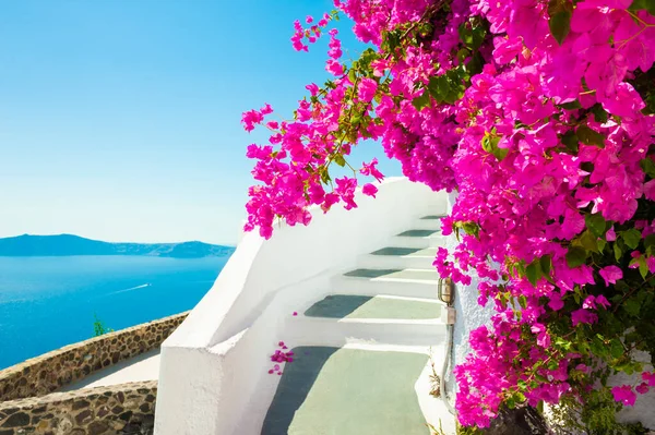 Arquitectura Blanca Isla Santorini Grecia Flores Las Escaleras Con Vista — Foto de Stock