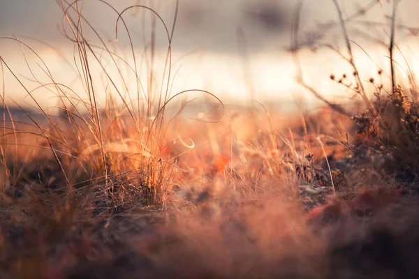 Сухі Осінні Трави Лісі Заході Сонця Макрозображення Мала Глибина Різкості — стокове фото