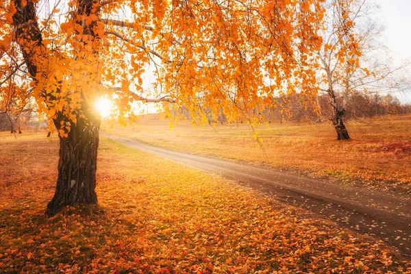 Estrada Floresta Outono Vidoeiro Com Folhas Outono Amarelas Pôr Sol — Fotografia de Stock