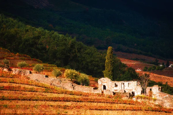 Opuštěný Starý Dům Vinicích Údolí Řeky Douro Portugalsko Portugalská Vinařská — Stock fotografie