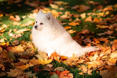Sonbahar yapraklarında parktaki şirin beyaz tükürük köpeği.