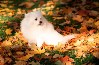 Sonbahar yapraklarında parktaki şirin beyaz tükürük köpeği.