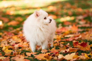 Sonbahar yapraklarında parktaki şirin beyaz tükürük köpeği.