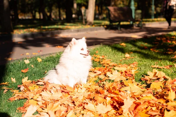 Carino Cane Spitz Amichevole Bianco Foglie Autunnali Nel Parco — Foto Stock