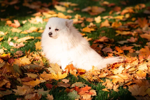 Carino Cane Spitz Amichevole Bianco Foglie Autunnali Nel Parco — Foto Stock