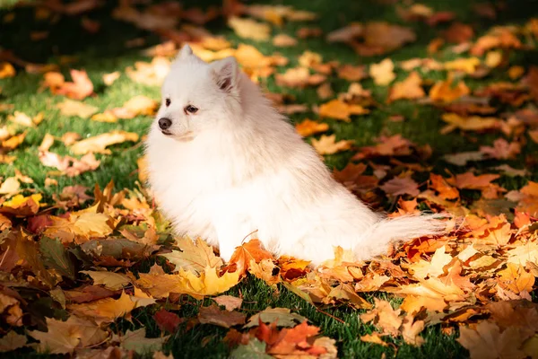 Sonbahar yapraklarında parktaki şirin beyaz tükürük köpeği.