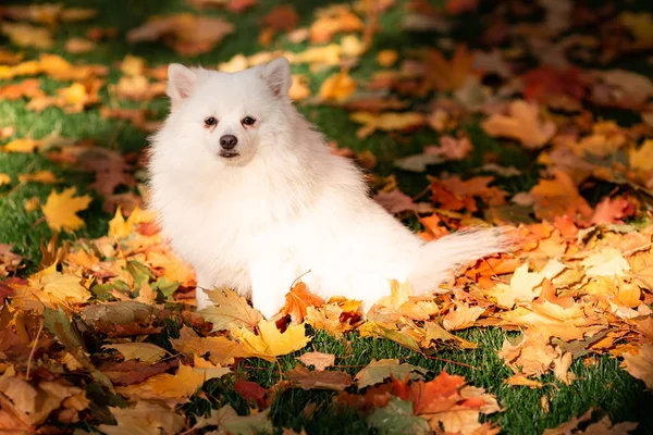 Симпатичная Белая Дружелюбная Собака Шпиц Осенних Листьях Парке — стоковое фото