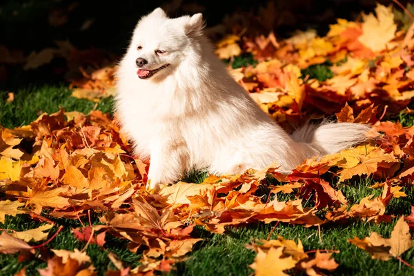 Sonbahar yapraklarında parktaki şirin beyaz tükürük köpeği.