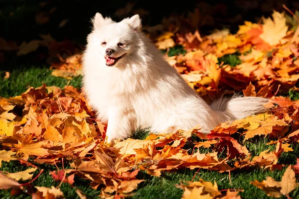 Sonbahar yapraklarında parktaki şirin beyaz tükürük köpeği.