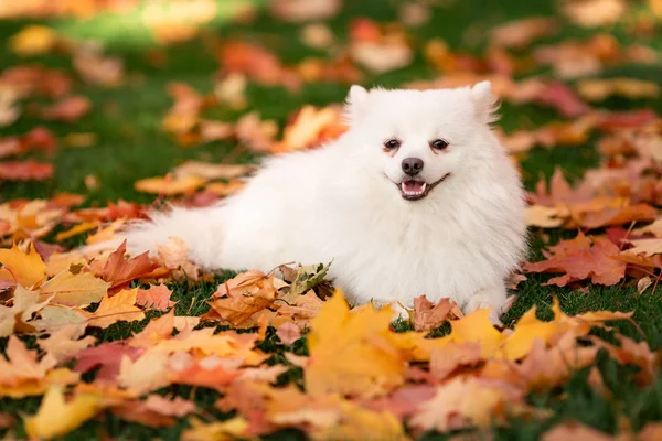 Симпатичная Белая Дружелюбная Собака Шпиц Осенних Листьях Парке — стоковое фото