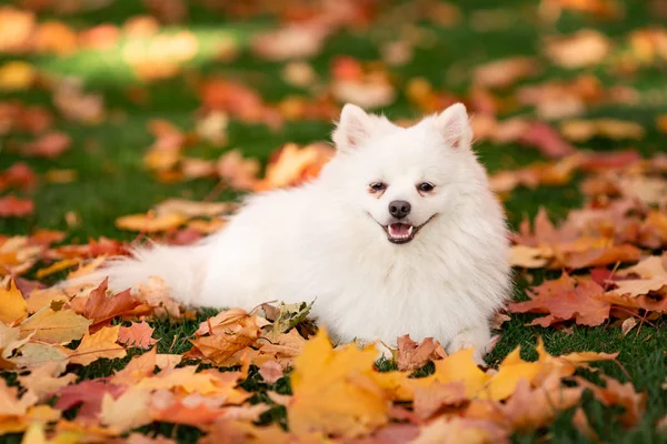 Leuke Witte Spitz Hond Herfst Bladeren Het Park — Stockfoto