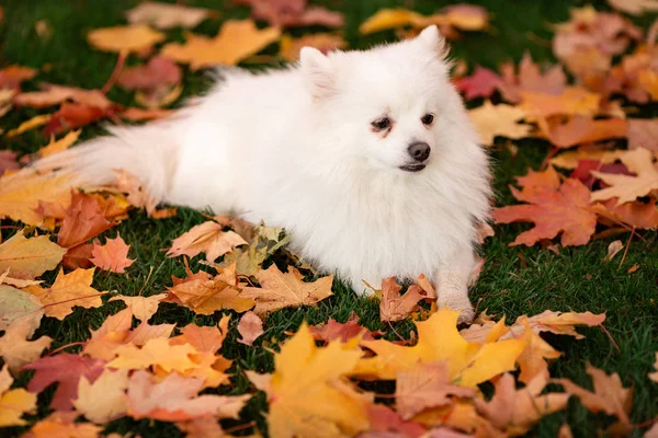 Cute Biały Przyjazny Pies Spitz Jesienią Liście Parku — Zdjęcie stockowe