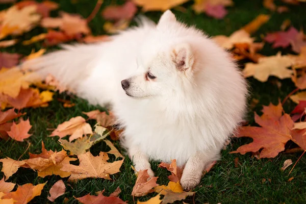 Cão Bonito Spitz Amigável Branco Folhas Outono Parque — Fotografia de Stock