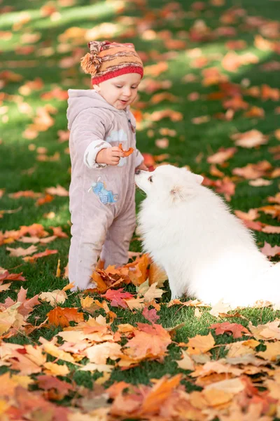 Lindo bebé jugando con el perro en hojas de otoño —  Fotos de Stock