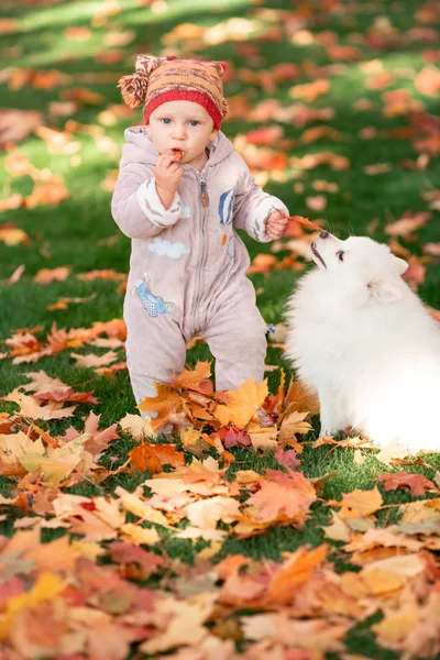 Cute little baby playing with the dog in autumn leaves — Stock Photo, Image