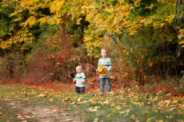 Happy Little Boys z jesiennych liści w parku — Zdjęcie stockowe