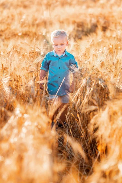 Lindo Niño Corriendo Por Campo Trigo Dorado Atardecer — Foto de Stock