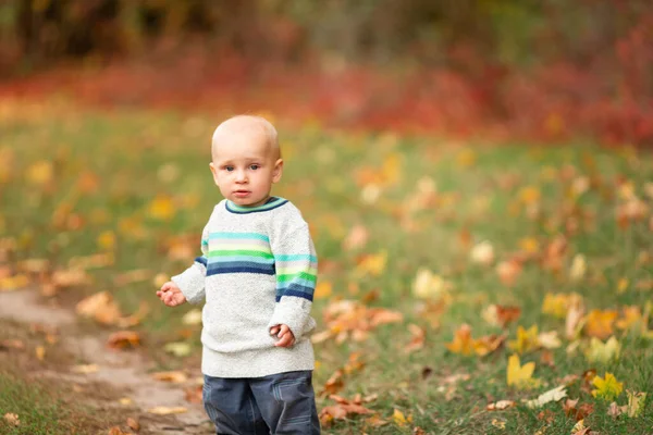 Счастливый Мальчик Собирает Осенние Листья Парке Осенью — стоковое фото