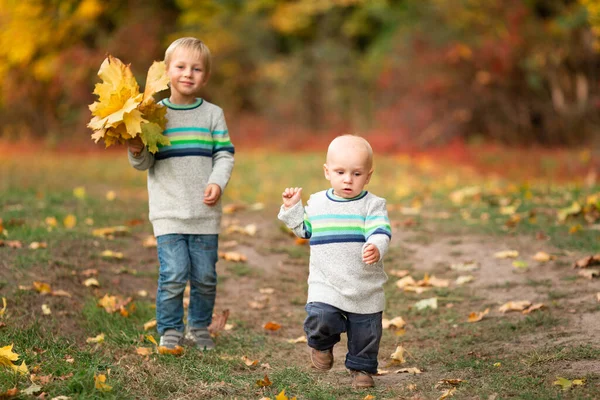 Щасливі Маленькі Хлопчики Збирають Осіннє Листя Парку Восени — стокове фото