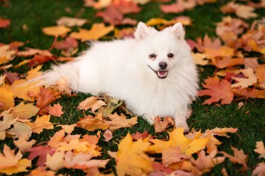 Sonbahar yapraklarında parktaki şirin beyaz tükürük köpeği.