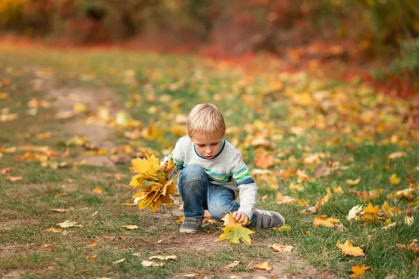Happy Little Boy Gathering Autumn Leaves Park Autumn — Stock Photo, Image