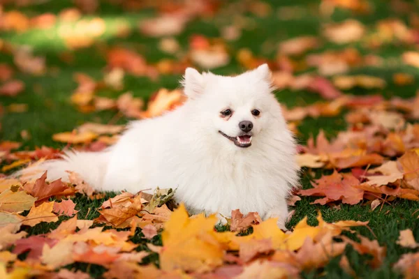 Cute Biały Przyjazny Pies Spitz Jesienią Liście Parku — Zdjęcie stockowe