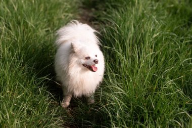 Açık alanda taze yeşil çimlerde oturan tüylü beyaz bir Spitz köpeği. Köpek doğal bir ortamda uyanık ve neşeli görünüyor.