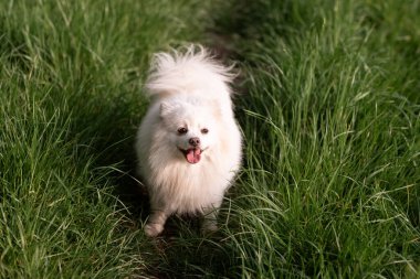 Açık alanda taze yeşil çimlerde oturan tüylü beyaz bir Spitz köpeği. Köpek doğal bir ortamda uyanık ve neşeli görünüyor.