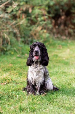 Lively English Cocker Spaniel sprinting across a green field on a bright day. This playful dog image highlights energy, joy, and the beauty of pets in nature.