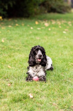 Young English Cocker Spaniel playing in a grassy field on a sunny day. Ideal for concepts of freedom, exercise, outdoor fun, and loyal companionship.