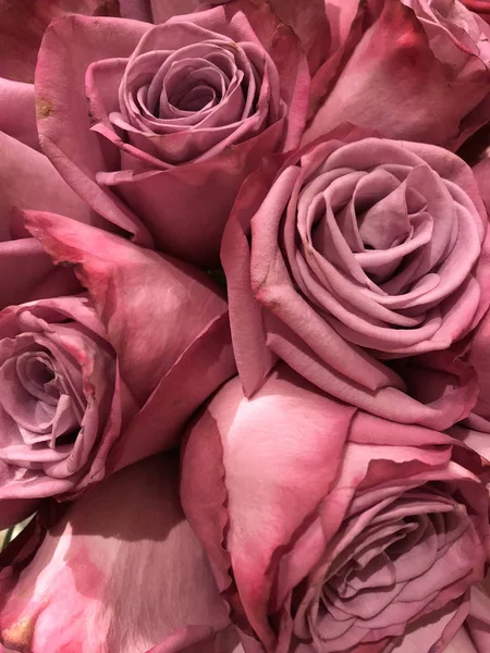 Pembe ve parlak gül yakın çekim