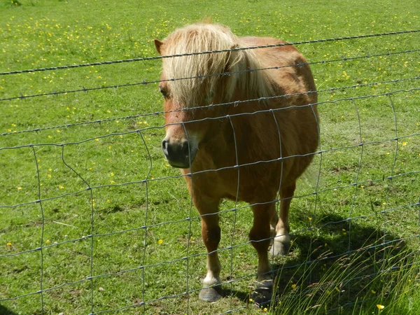 Cavallo Bruno Piedi Solo Prato Una Zona Rurale Inghilterra — Foto Stock